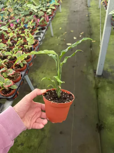 plant/Monstera obliqua Peru 4” pot growers choice-5-thumbnail