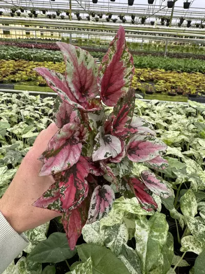 plant/Begonia Maui sunset 4” pot growers choice-2-thumbnail