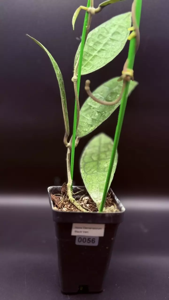plant/0055 - Hoya Clemensorium “Black Vein”-2