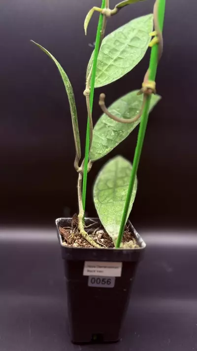 plant/0055 - Hoya Clemensorium “Black Vein”-2-thumbnail