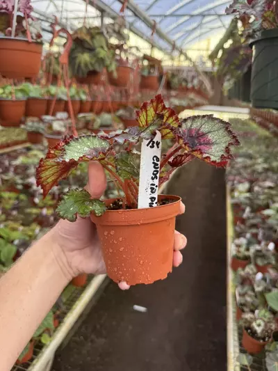 plant/Harmony’s begonia ends in pink 4” pot growers choice-6-thumbnail