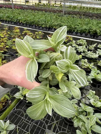 plant/Tradescantia green and white 4” pot growers choice-4-thumbnail