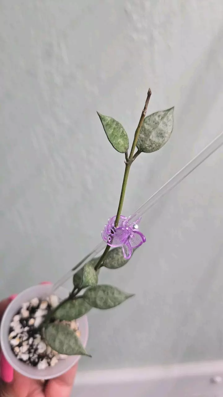 plant/Hoya Lacunosa 'White Pearl' #D 2234-2