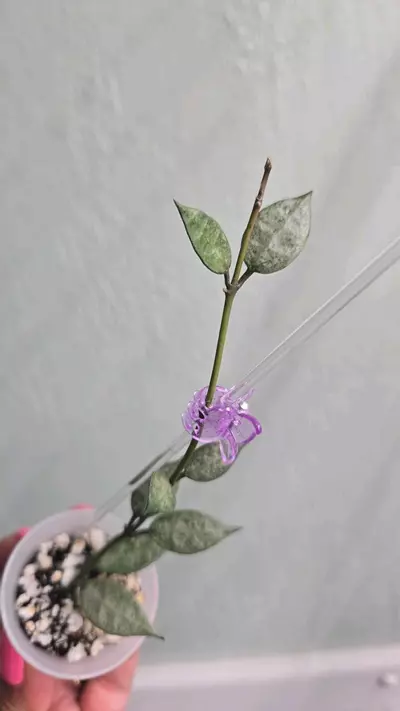 plant/Hoya Lacunosa 'White Pearl' #D 2234-2-thumbnail