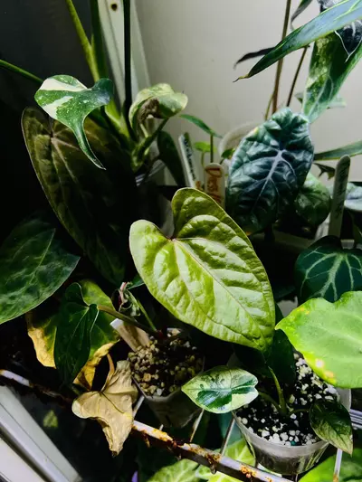 plant/Anthurium Luxurians x Red Crystal-1-thumbnail