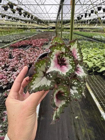 plant/Begonia purple blush 4” pot growers choice-3-thumbnail