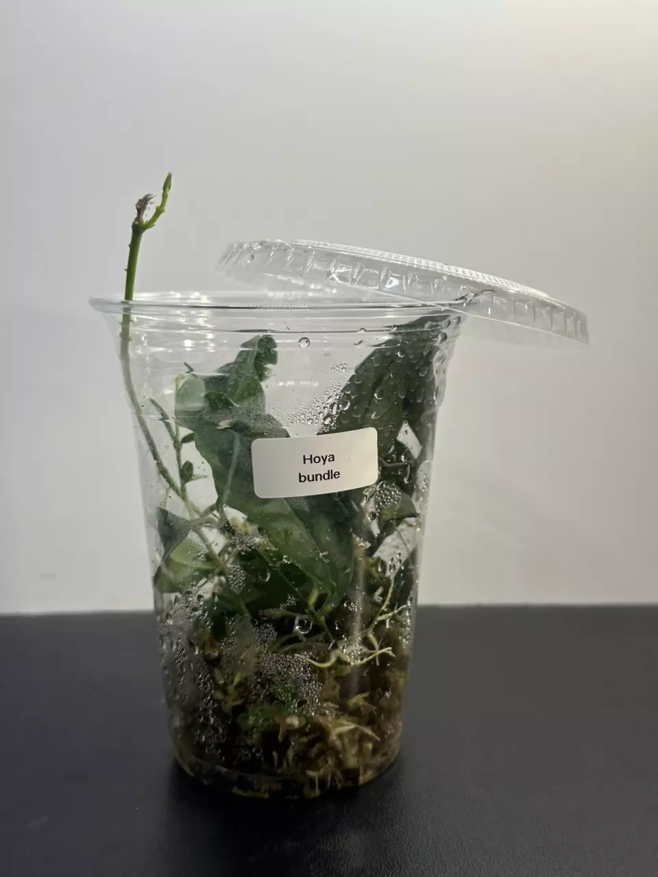 plant/Hoyas Mystery Bundle / Fresh cuttings/-0