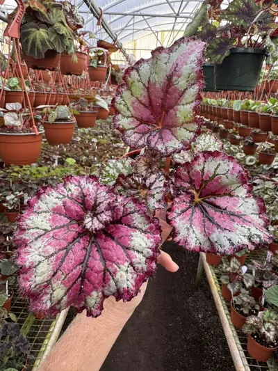 plant/Harmony’s prismatic blush 4” pot growers choice-2-thumbnail