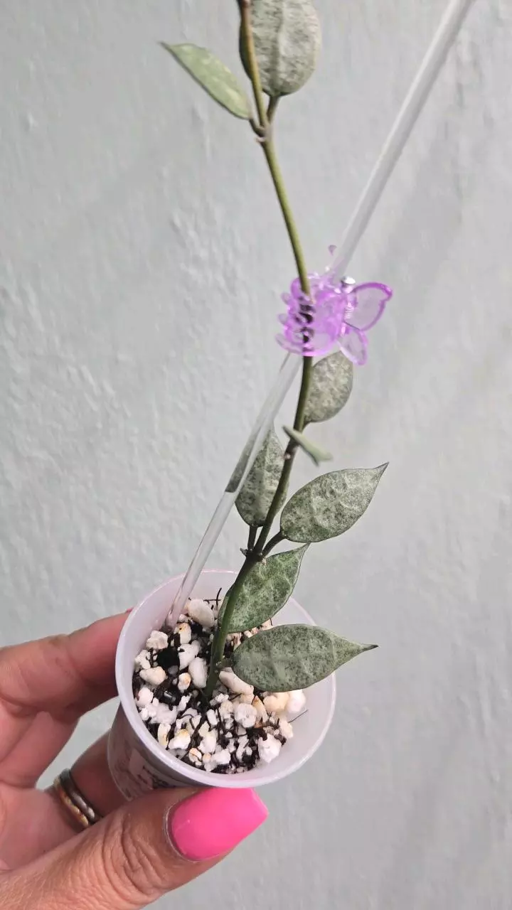 plant/Hoya Lacunosa 'White Pearl' #D 2234-1