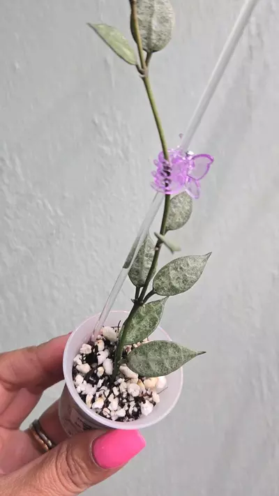 plant/Hoya Lacunosa 'White Pearl' #D 2234-1-thumbnail