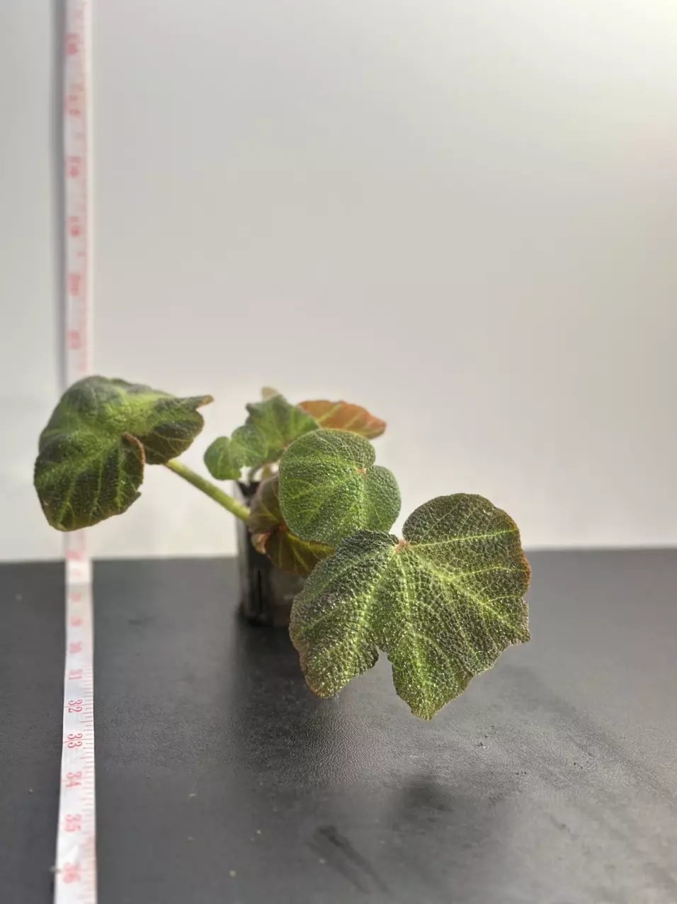 plant/Begonia Soli - Mutata-2