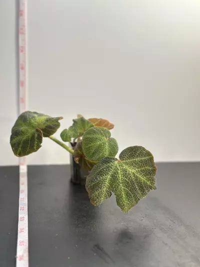plant/Begonia Soli - Mutata-2-thumbnail