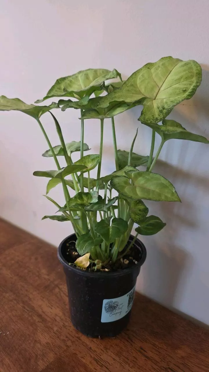 plant/Berry Allusion Syngonium-1