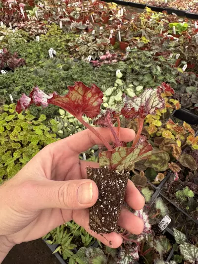 plant/Harmony’s prismatic blush starter plant growers choice-6-thumbnail