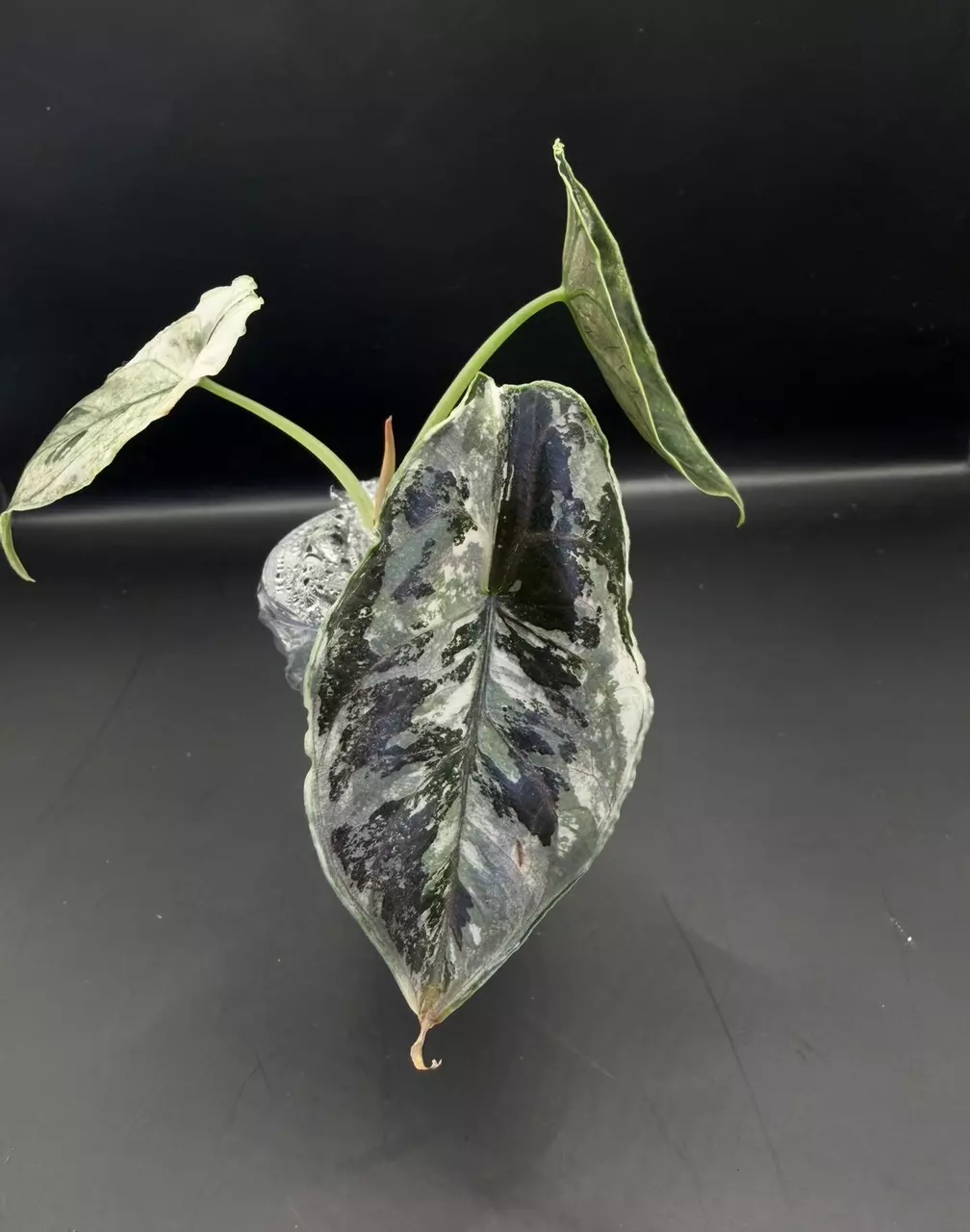 plant/Alocasia Azlanii Pink/Albo-5