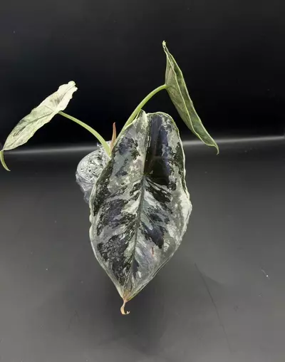 plant/Alocasia Azlanii Pink/Albo-5-thumbnail