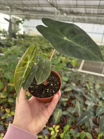 plant/Alocasia Nairobi nights 4” pot growers choice-2-thumbnail