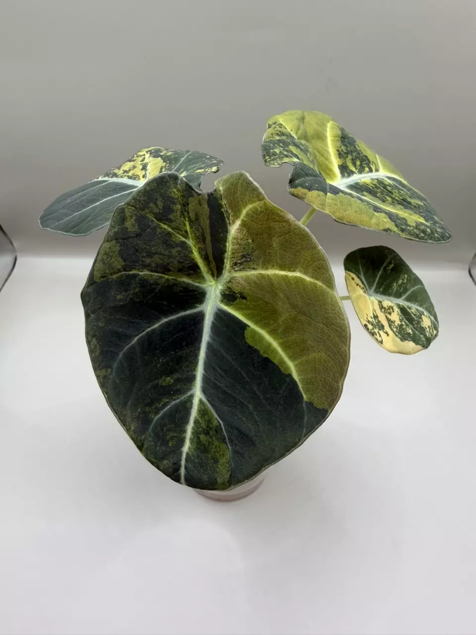 plant/Alocasia Black Velvet Gold-1