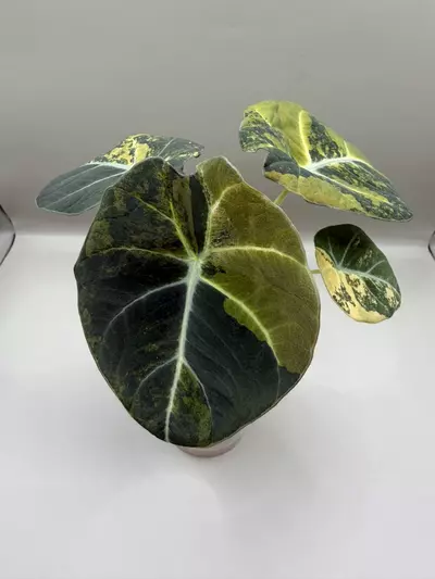plant/Alocasia Black Velvet Gold-1-thumbnail