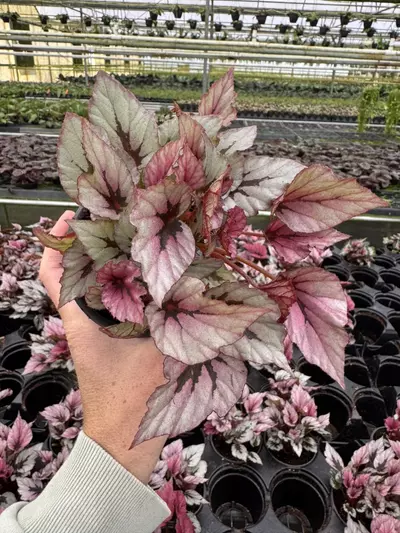 plant/Begonia Indian summer 4” pot growers choice-2-thumbnail