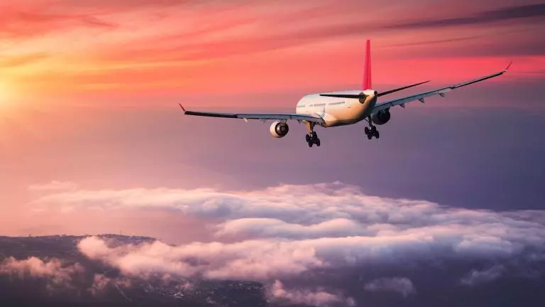 plant/Overnight shipping-0