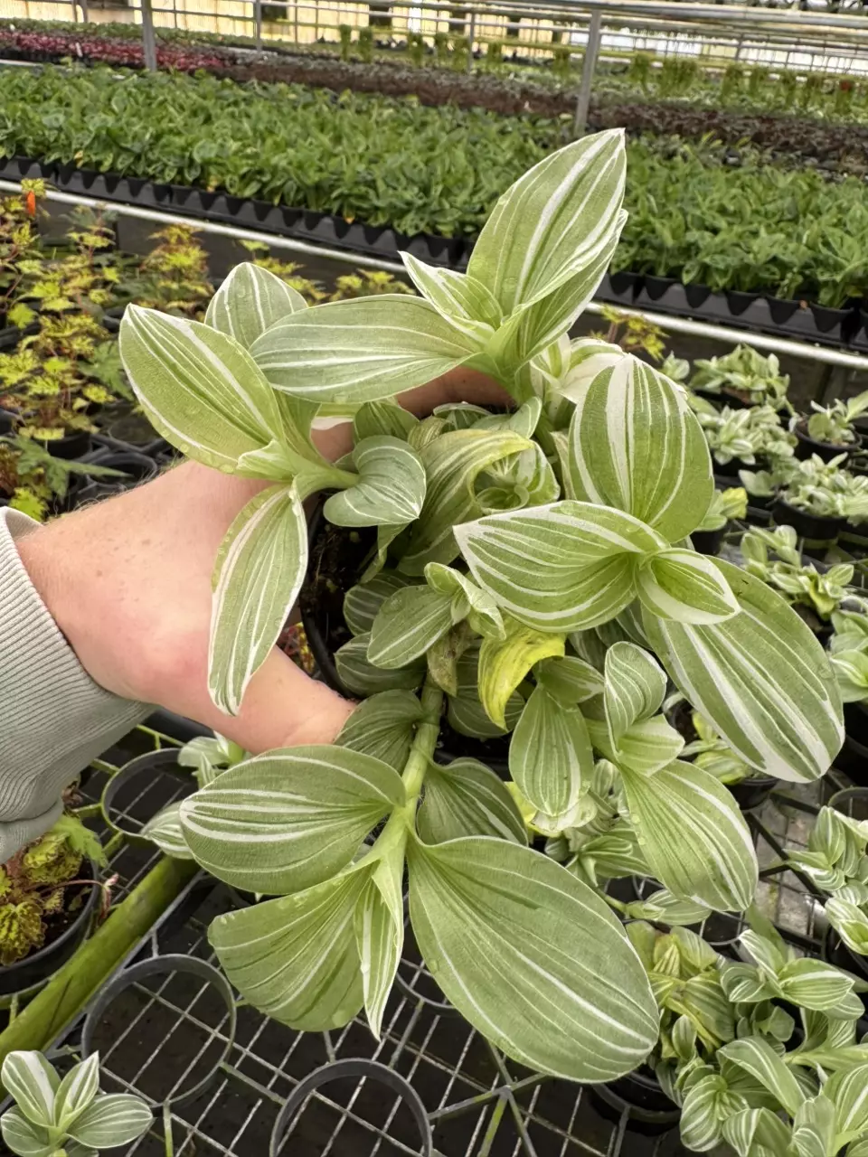 plant/Tradescantia green and white 4” pot growers choice-0