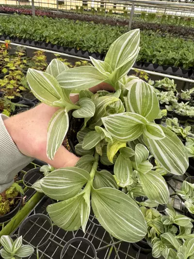 plant/Tradescantia green and white 4” pot growers choice-0-thumbnail