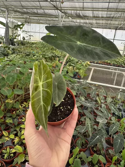 plant/Alocasia Nairobi nights 4” pot growers choice-1-thumbnail