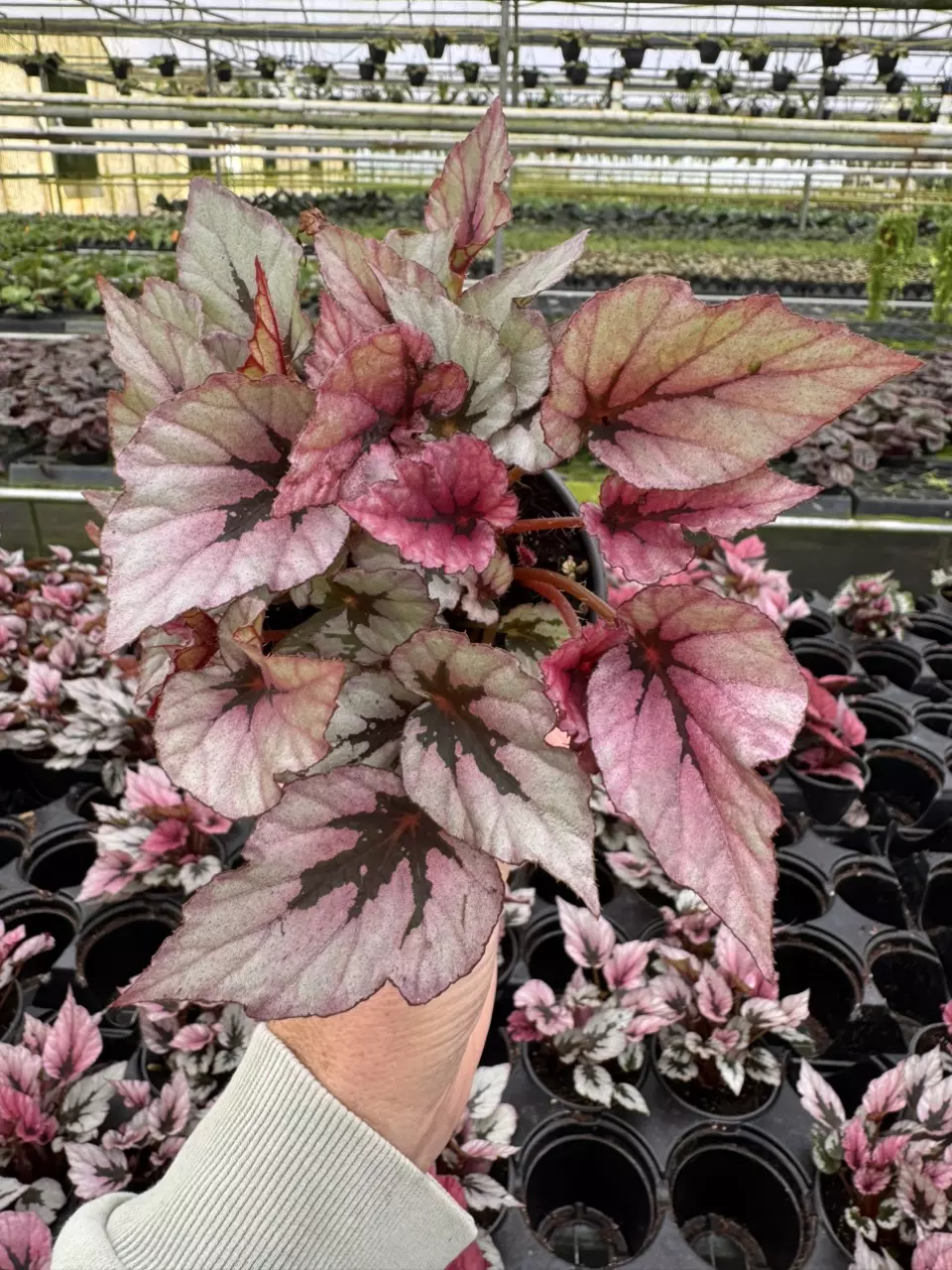 plant/Begonia Indian summer 4” pot growers choice-0
