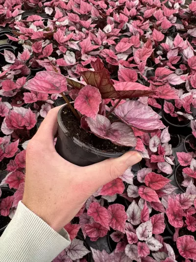 plant/Begonia Inca flame 4” pot growers choice-5-thumbnail