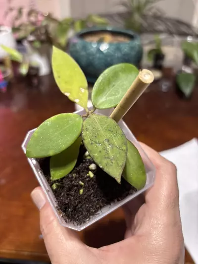 plant/#271 Hoya NAP015 X UNK rooted in TFF-0-thumbnail
