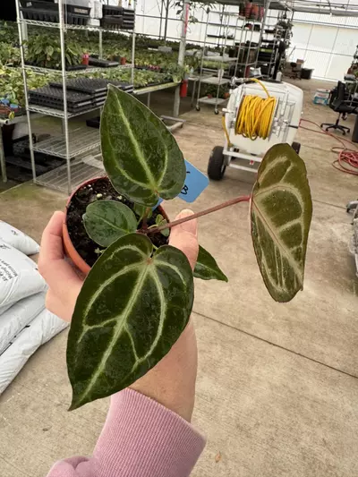 plant/Anthurium Magnificum x silver blush 4” pot growers choice-4-thumbnail