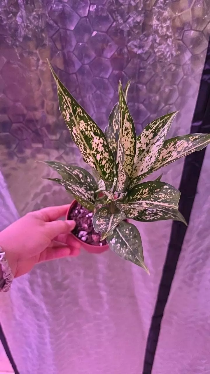 plant/Osaka Aglaonema-0