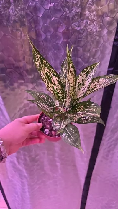 plant/Osaka Aglaonema-0-thumbnail