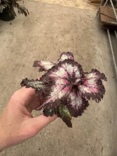 plant/Harmony’s begonia galaxy starter plant growers choice-2-thumbnail