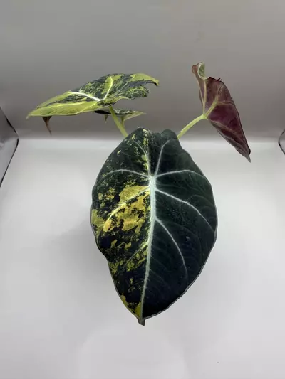 plant/Alocasia Black Velvet Gold-2-thumbnail