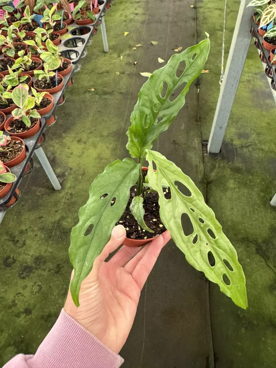 plant/Monstera obliqua Peru 4” pot growers choice-0