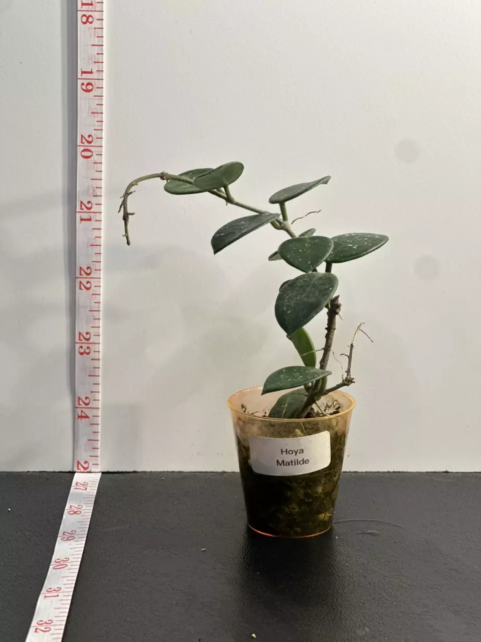 plant/Hoya Matilde-1