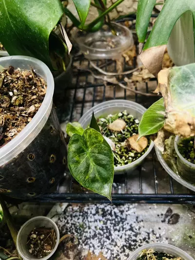 plant/Alocasia Wentii Sunset Gold/Aurea Variegated-0-thumbnail