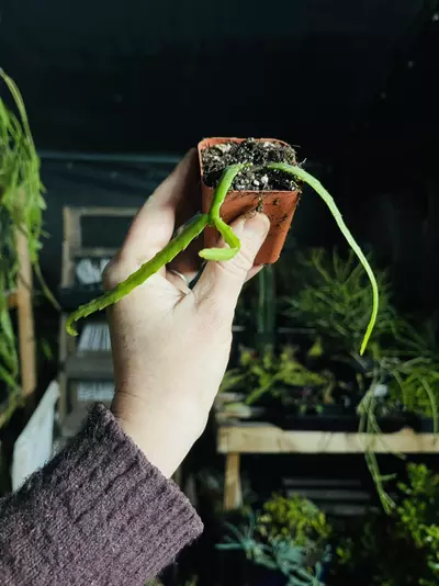 plant/Lepismium Bolivianum (Pfeiffera) 2”-0-thumbnail