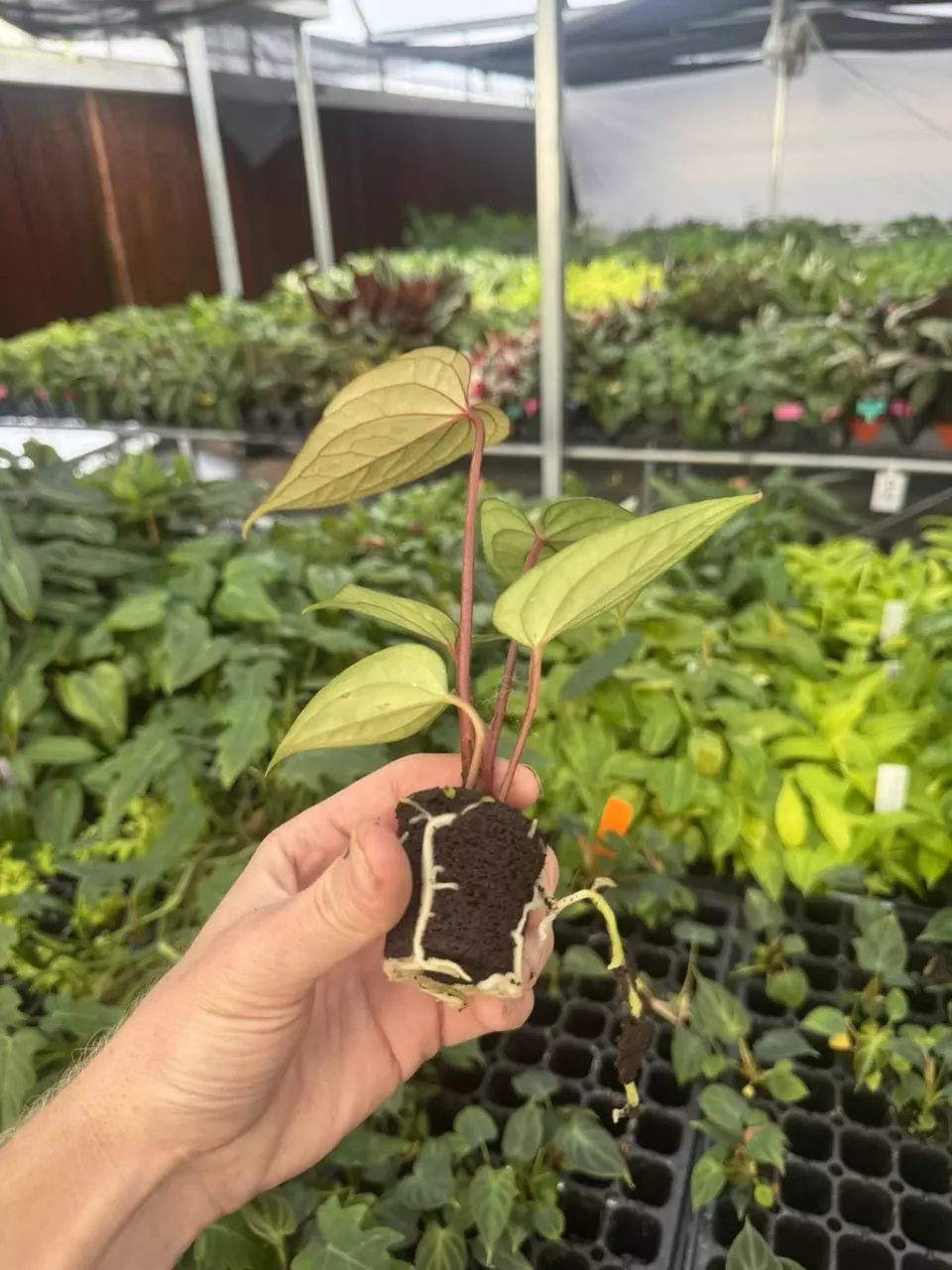 plant/Seed grown anthurium luxurians x papillilaminum starter plant growers choice-7