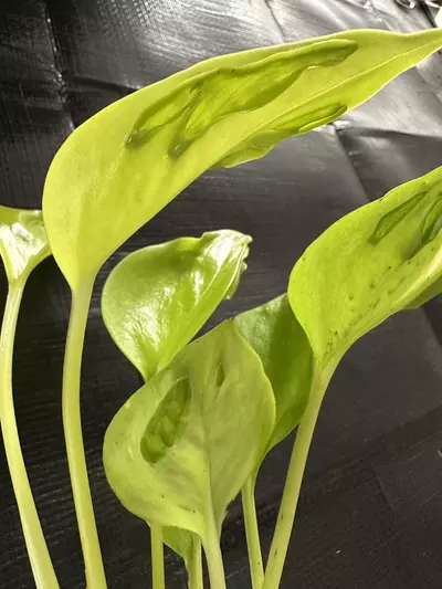 plant/Epipremnum aureum Champs-Élysées x2 cuts-1-thumbnail