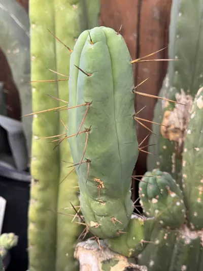 plant/Sina 4 winds-0-thumbnail