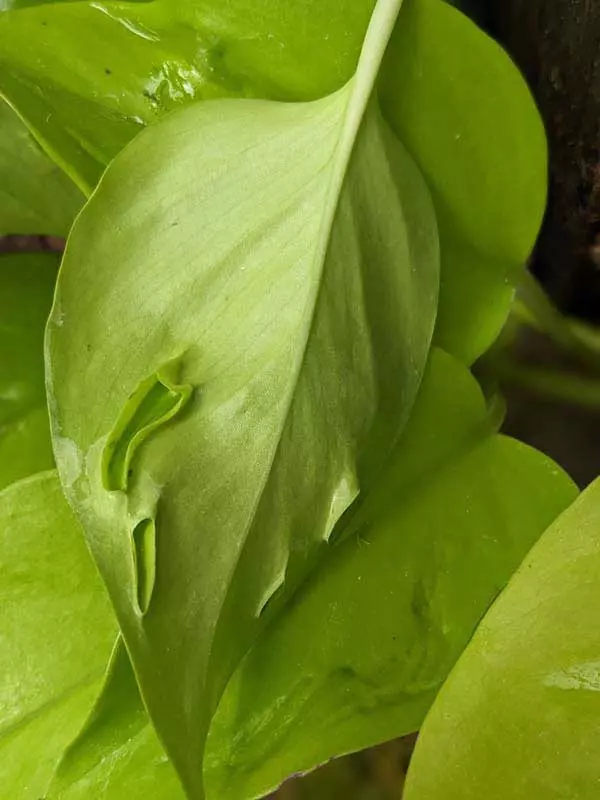 plant/Epipremnum aureum Champs-Élysées x2 cuts-0