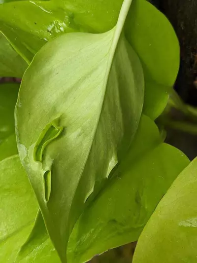 plant/Epipremnum aureum Champs-Élysées x2 cuts-0-thumbnail