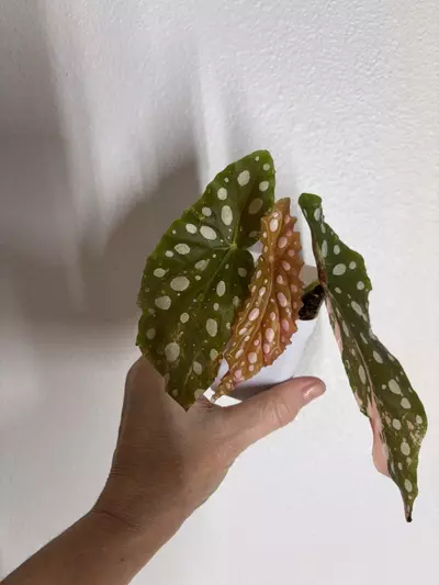 plant/Begonia Maculata ‘Pink’ – 3 Leaf-1-thumbnail