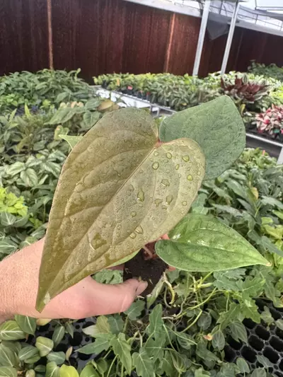 plant/Seed grown anthurium luxurians x papillilaminum starter plant growers choice-0-thumbnail