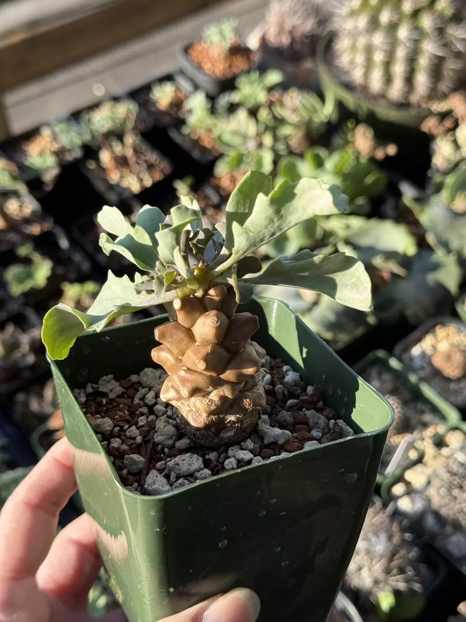 plant/Othonna Herrei-0