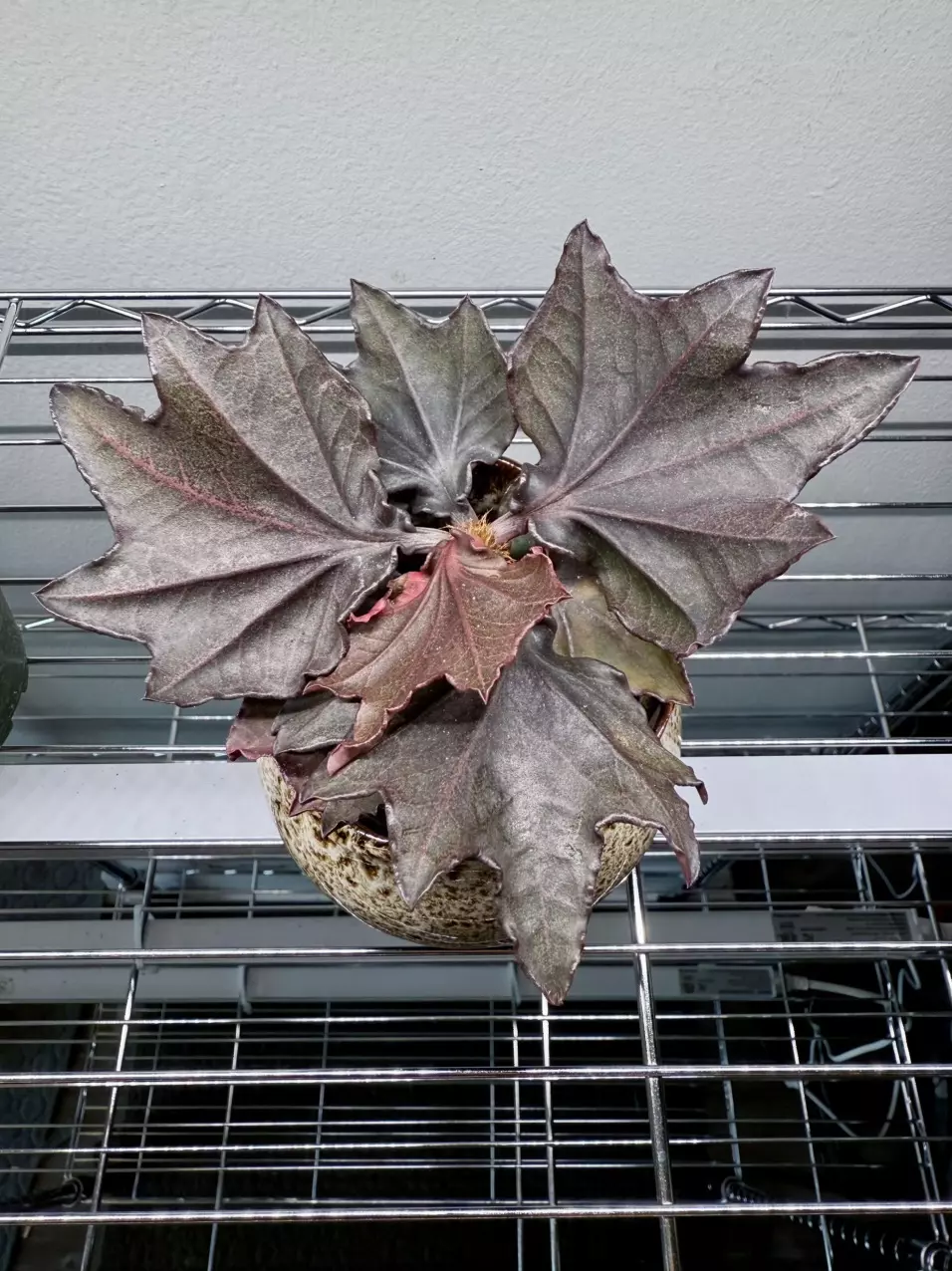 plant/Award winning specimen - Euphorbia Francoisii 4” pot-1