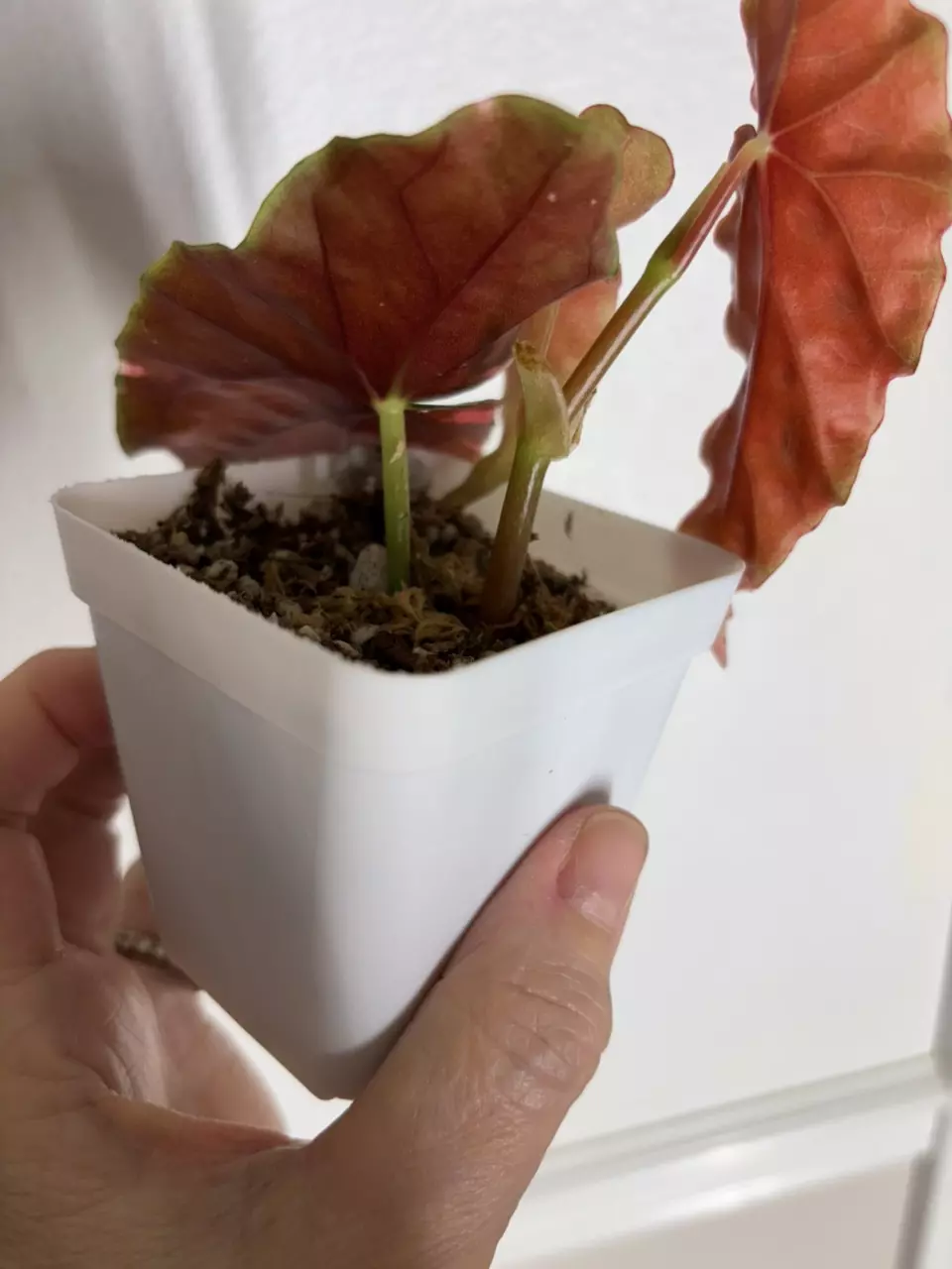 plant/Begonia Maculata ‘Pink’ – 3 Leaf-3